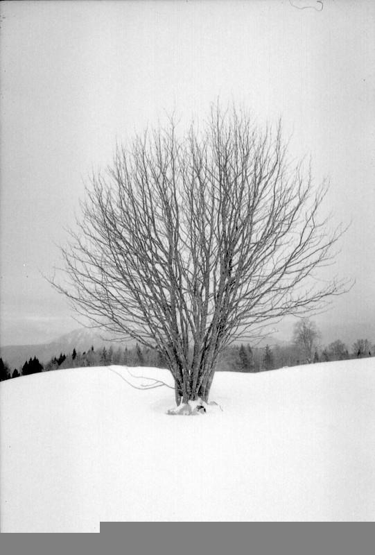 Luce, neve, sistema zonale. Una gita in Bondone