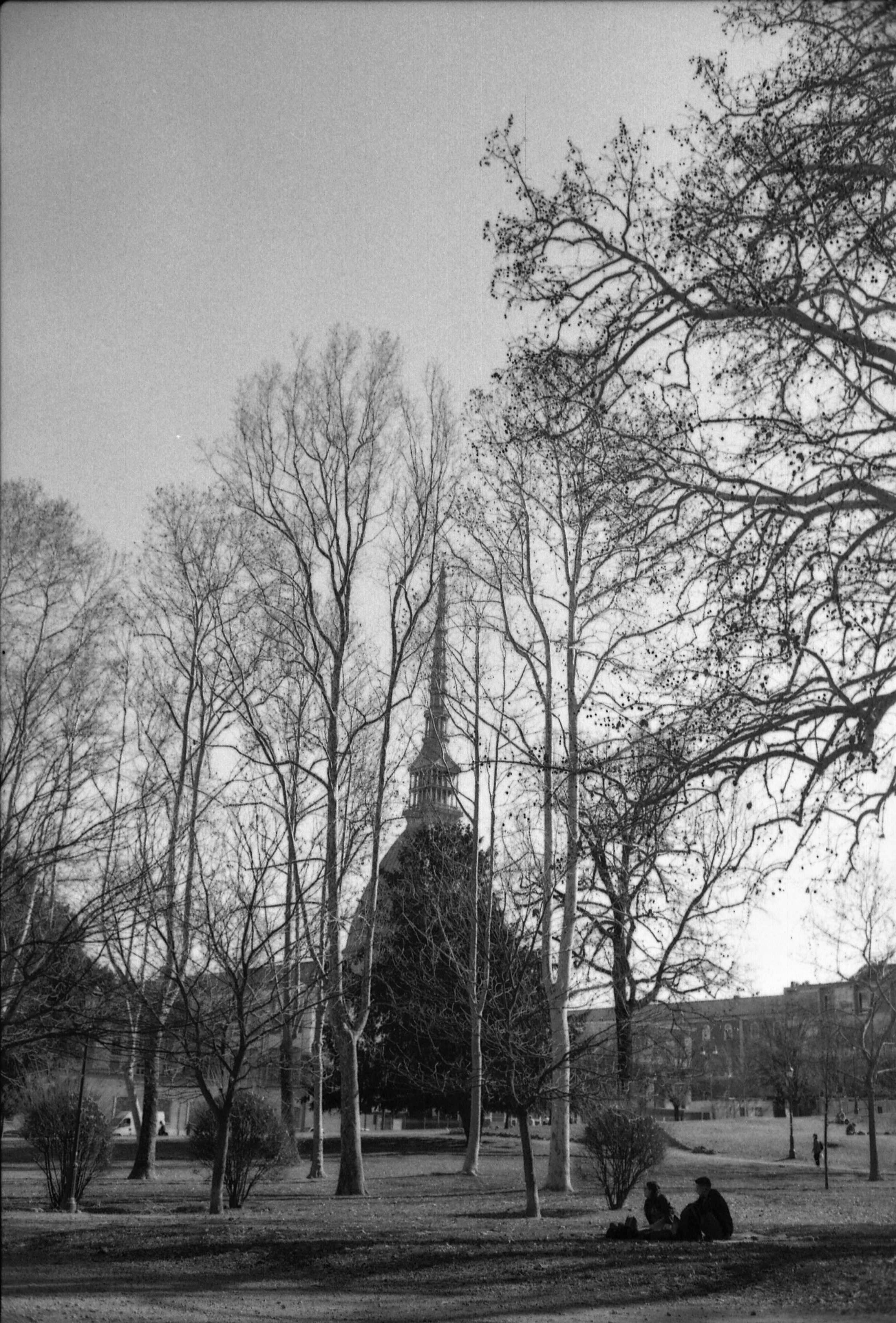 Torino. Alberi e architetture