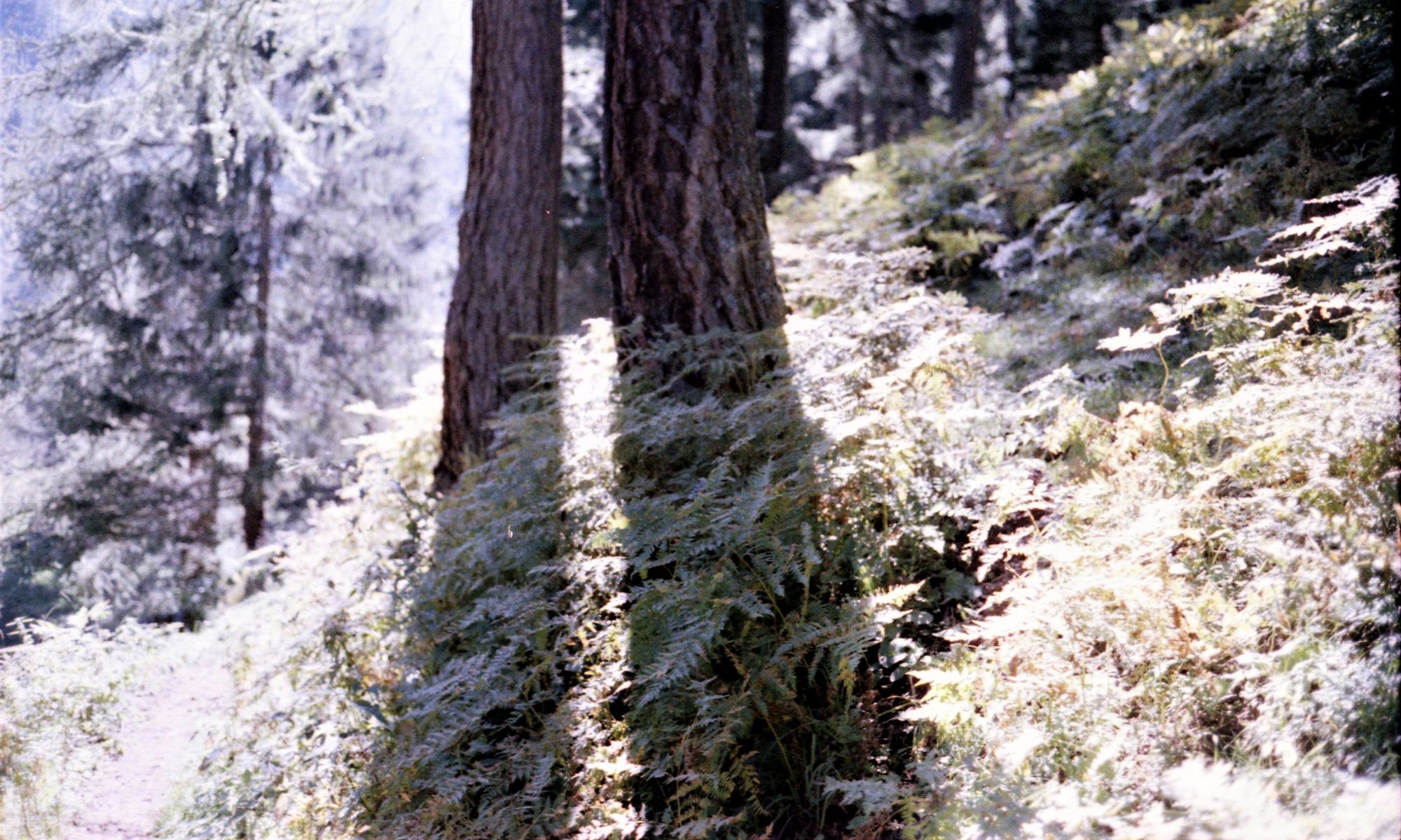 Il culto degli alberi